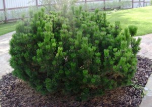 Сосна горная Мугус (Mughus) - Pinus mugo Mughus С 5 40-50 сm